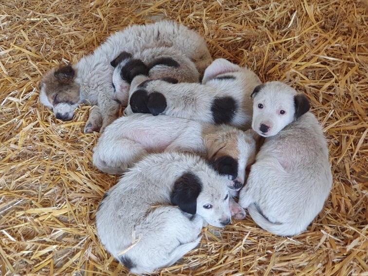 Giselle pups